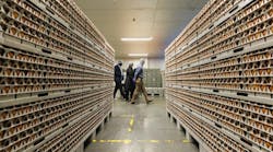 Rows Of Eggs Rows Of Eggs