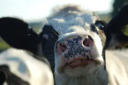 Creepy Cow 6377917f05116 Creepy Cow 6377917f05116