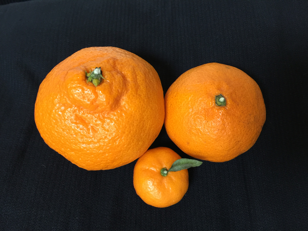 Oranges 639b6ee018c0b