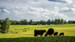 'Black Angus graze, beef cattle'