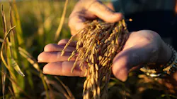 rice stalks in farmer's hand