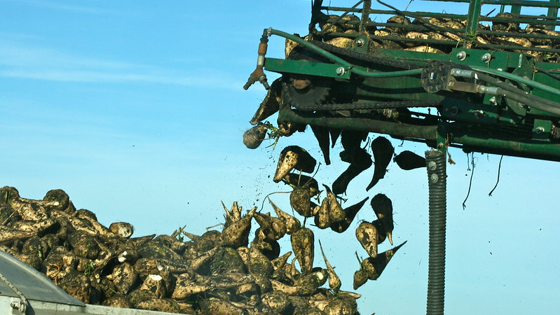 sugar beet harvest