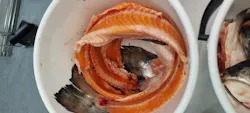 Salmon Vertical Salmon Vertical