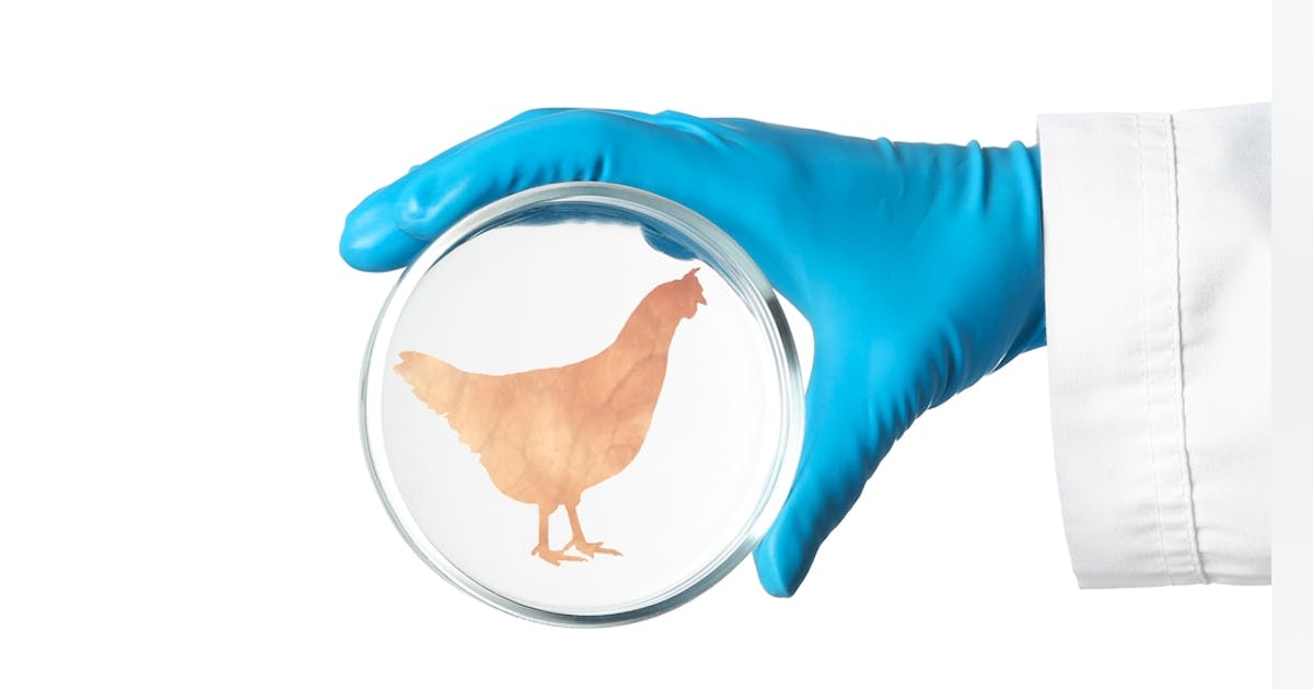 Good Meat Receives FDA’s Second Clearance for LabGrown Chicken Food(02)