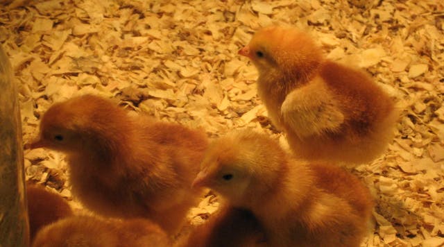 baby chicks