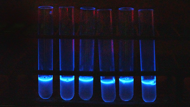 New, faster test for pathogenic E. coli in beef is based on using a modified phage, a virus that infects bacteria. After infecting the pathogenic E. coli, the phage produces an enzyme that causes the bacteria to glow.