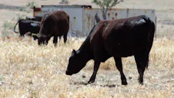 'Beef Cattle' 'Beef Cattle'