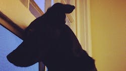 'Internet, meet Eleanor. She's watching the rain. Expect a lot of photos of black dog silhouettes from now on!' 'Internet, meet Eleanor. She's watching the rain. Expect a lot of photos of black dog silhouettes from now on!'