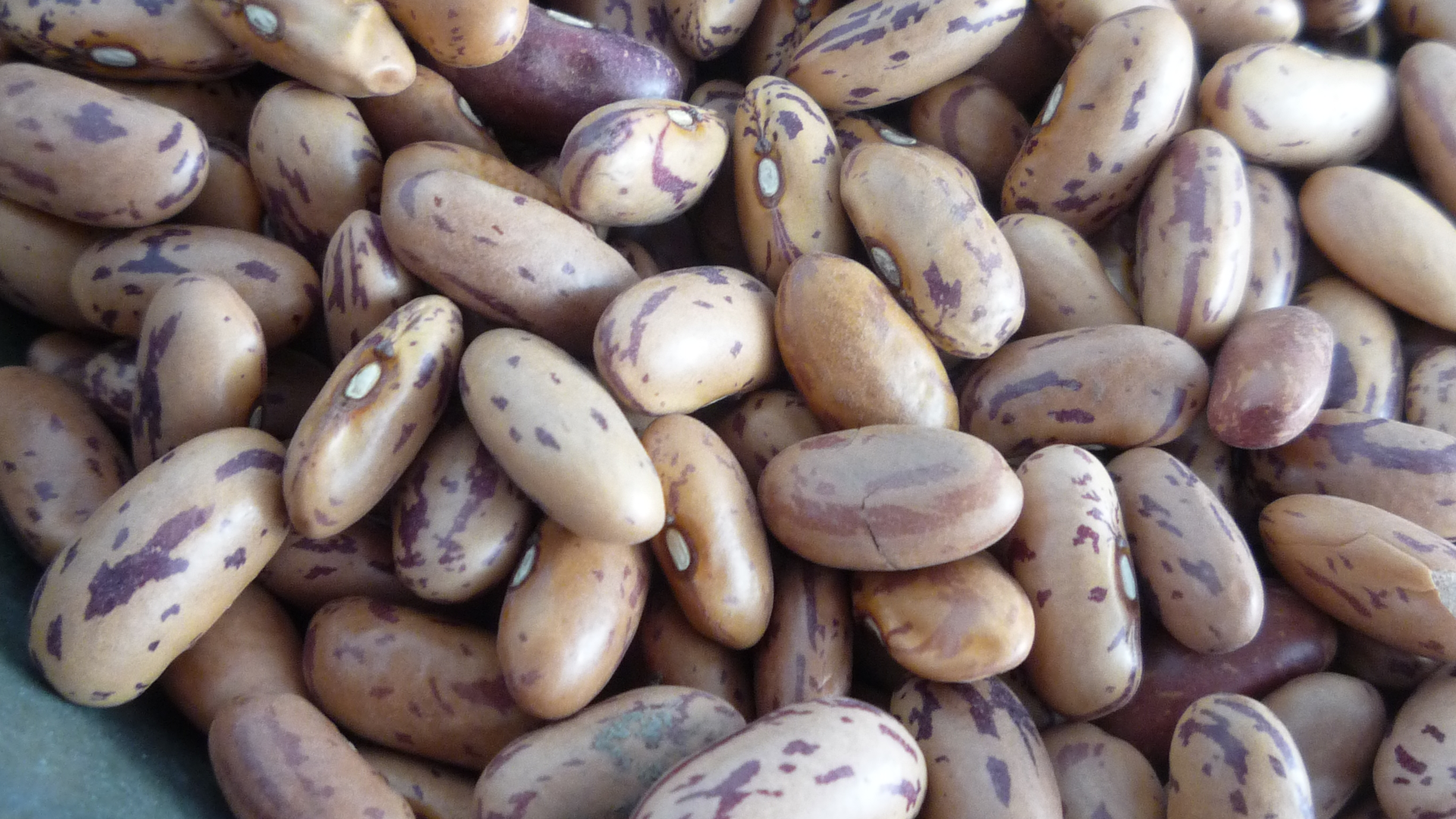 'Pinto Beans'