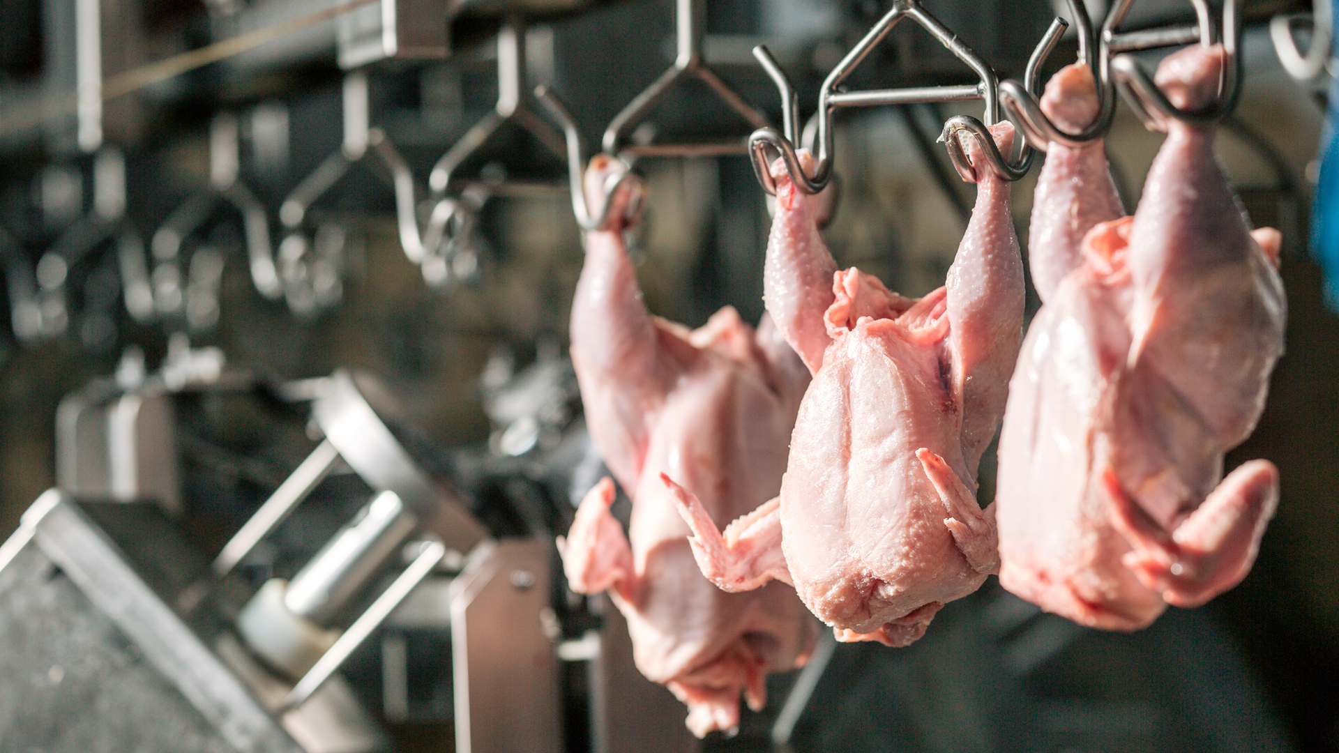 Shutterstock 1390194644 6482156e0c7d7