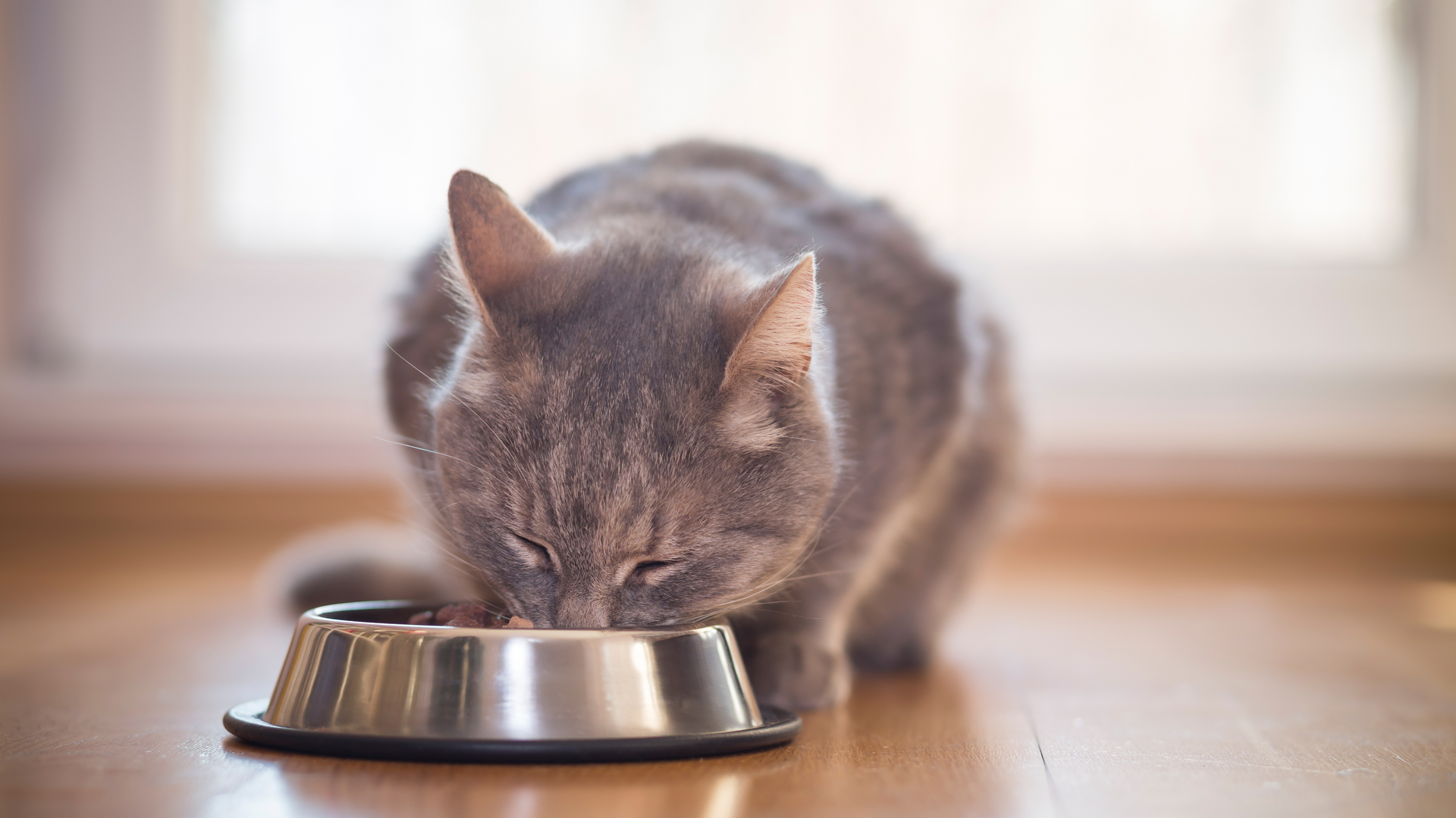 Alphia, Better Choice Co. Enter Partnership to Manufacture Halo Pet