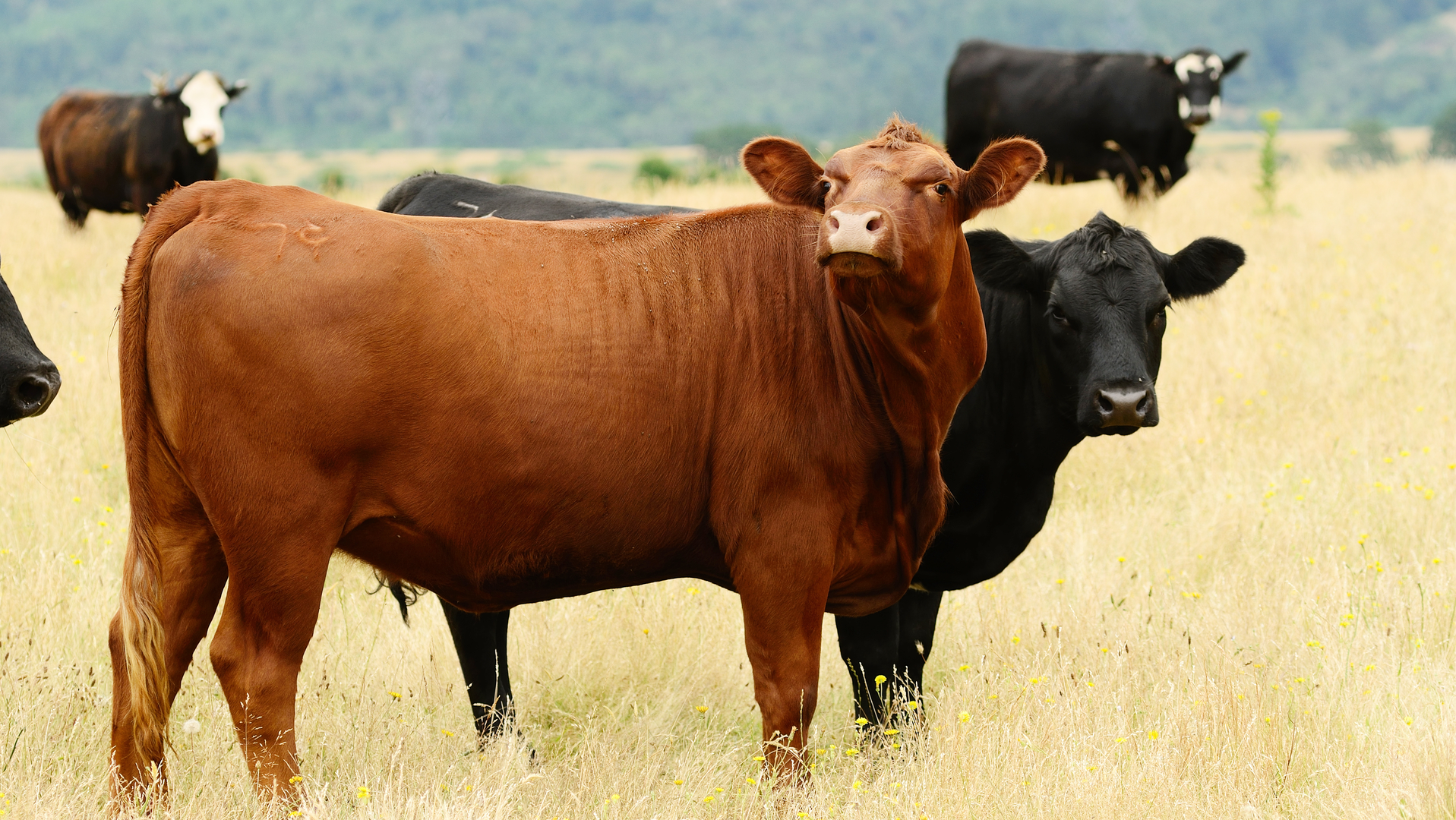 Cattlemen’s Heritage Beef Plant Project Obtains 25 Million USDA Grant
