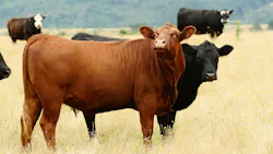 Shutterstock 81560074 649d9d1addb3e Shutterstock 81560074 649d9d1addb3e