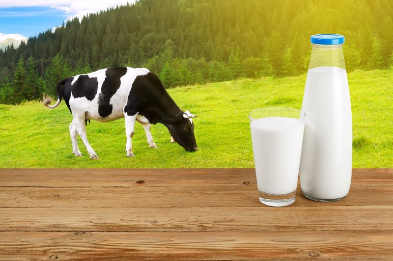 Cows And Milk Adobe Stock 126236418 6493271699d32