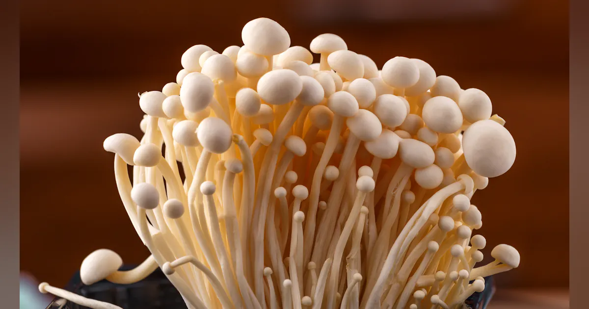 Joint Venture Aims to Construct First U.S.-Based Edible Fungi Smart Factory