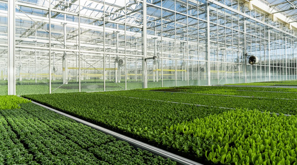 gotham-greens-greenhouse-interior