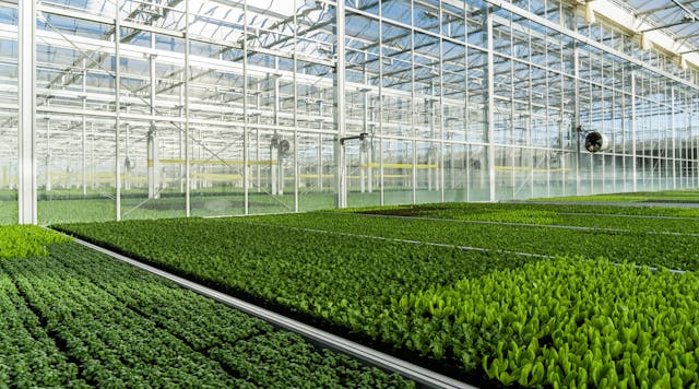 gotham-greens-greenhouse-interior