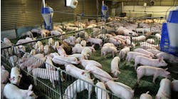 pigs housing pork production