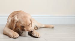 yellow lab dog eating from bowl