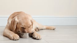 yellow lab dog eating from bowl yellow lab dog eating from bowl