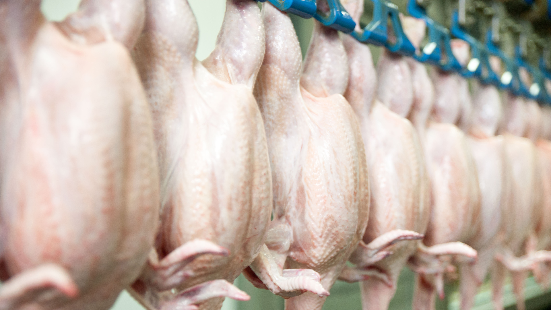 Shutterstock 511260697