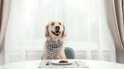 Opener Shutterstock 1471704221 Web 64f8955092197 Opener Shutterstock 1471704221 Web 64f8955092197