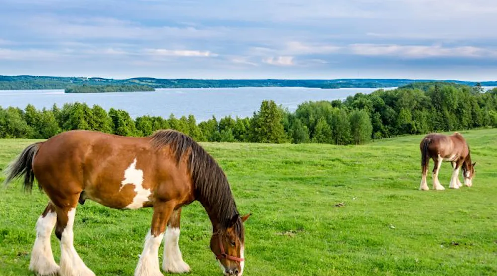 Clydesdal Using A Computer Anheuser-Busch Has Stopped Cutting off Clydesdales’ Tails | Food Processing