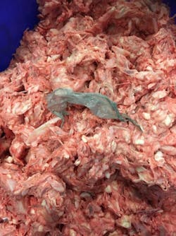 Low-density material like plastic can be difficult to find when mixed in with product, and the smaller the piece, the more challenging it is to find. Photo: Prospection Solutions Low-density material like plastic can be difficult to find when mixed in with product, and the smaller the piece, the more challenging it is to find. Photo: Prospection Solutions