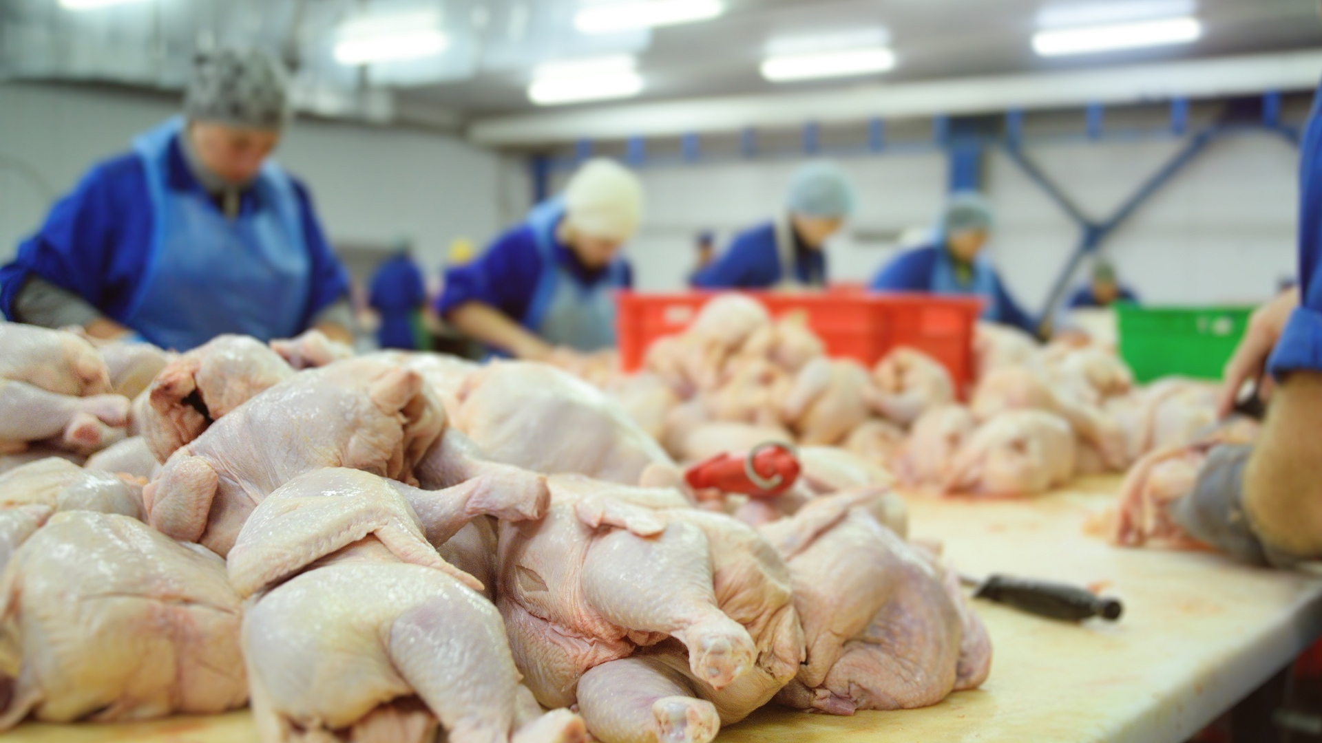 Shutterstock 1006627129