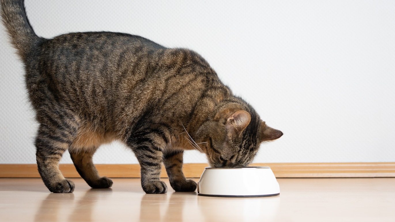 Shutterstock 2133538875 652feacb94b45