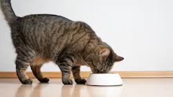 Shutterstock 2133538875 652feacb94b45 Shutterstock 2133538875 652feacb94b45