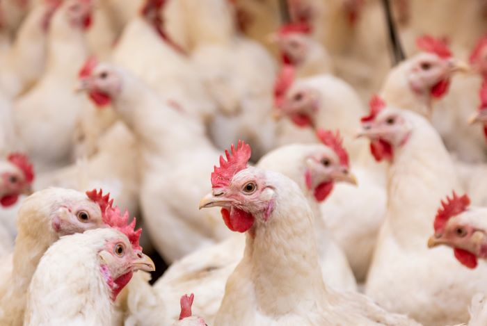Sanderson Farms Not Guilty of Chicken PriceFixing Food Processing