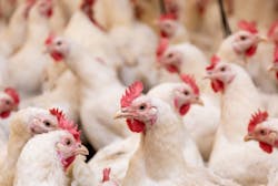 Chickens Adobe Stock 471839797 65399a6b1ff22 Chickens Adobe Stock 471839797 65399a6b1ff22