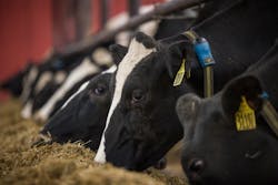 Cows 6530105481a34 Cows 6530105481a34