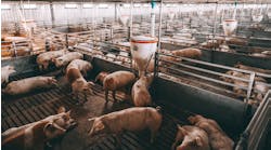 Shutterstock 1360045955 Shutterstock 1360045955