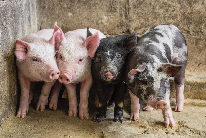 655d06ca6a552f001e8f99f6 Pigsadobestock 311318946