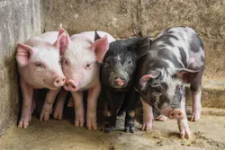 655d06ca6a552f001e8f99f6 Pigsadobestock 311318946 655d06ca6a552f001e8f99f6 Pigsadobestock 311318946