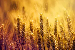 6567ac952999e7001ec9f25b Wheatadobestock 142076974 6567ac952999e7001ec9f25b Wheatadobestock 142076974