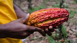 6568cc50f4fa23001de6a62b Shutterstock 1198948222 6568cc50f4fa23001de6a62b Shutterstock 1198948222