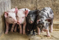 Pigs Adobe Stock 311318946 6554f8c3d6c9c Pigs Adobe Stock 311318946 6554f8c3d6c9c