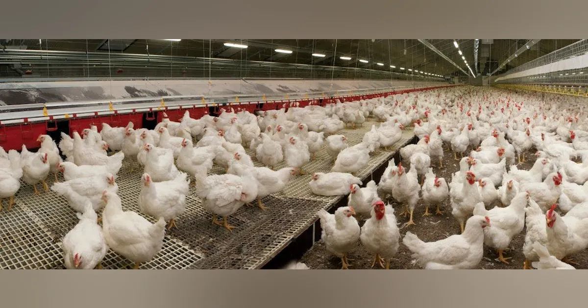 Bird Flu Shuts Down One Cal-Maine Facility