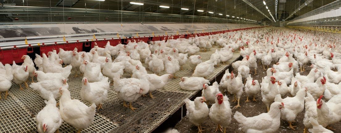 Cal-Maine Will Turn Closing Tyson Chicken Plant Into An Egg Facility ...