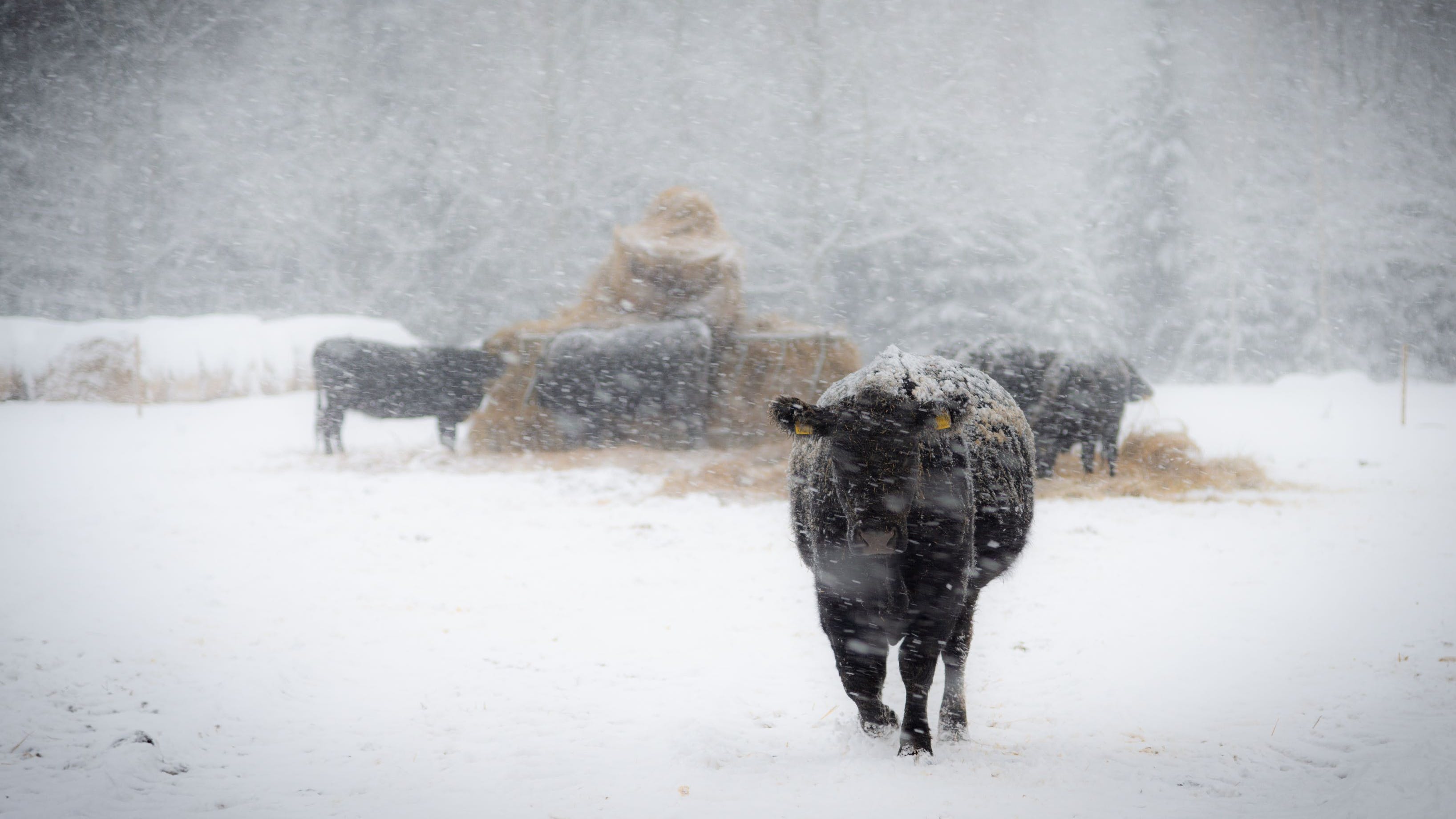 U.S. Beef Slaughter Drops Some 25 Tuesday, After Blizzard Forces