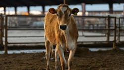 cdrf_and_cdfa_offers_nearly_18_million_usd cdrf_and_cdfa_offers_nearly_18_million_usd