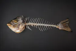 65b985214c3f61001e379168 Fishadobestock 194264745 65b985214c3f61001e379168 Fishadobestock 194264745