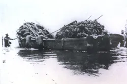 A banana boat A banana boat