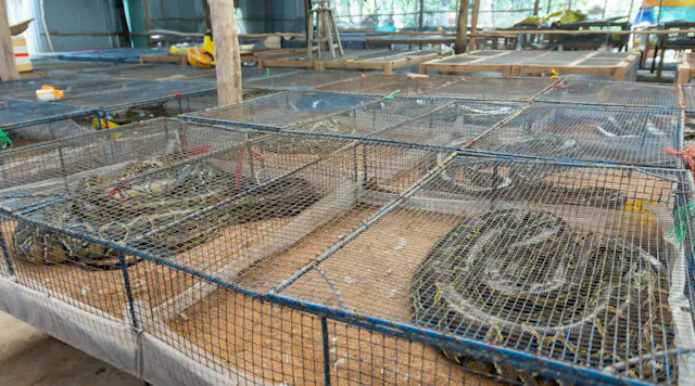 Python Meat Plating Snakes on a Plate? Study Shows Python Meat a Low-Effort, Sustainable ...