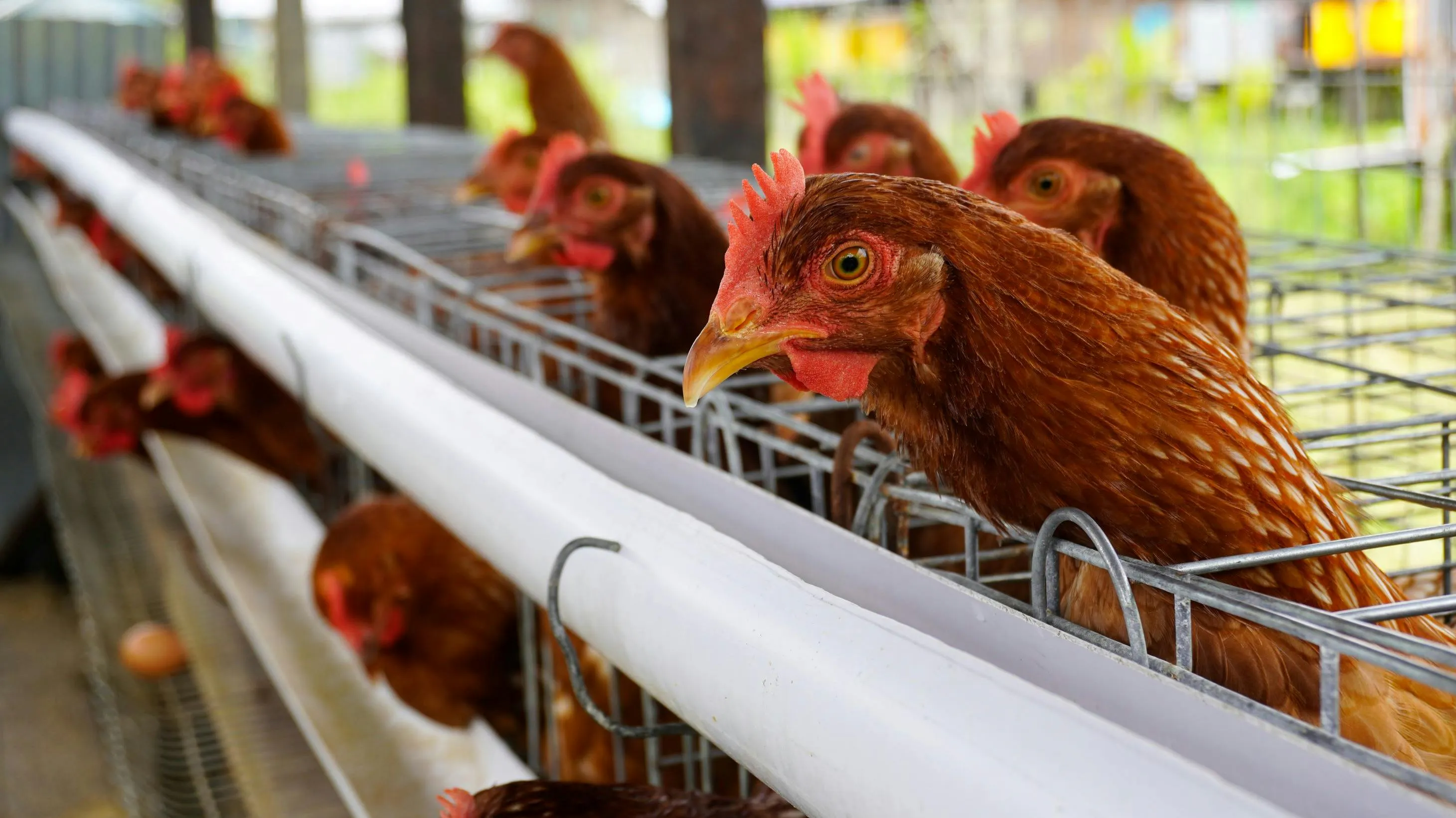 Bird Flu Strikes Michigan's Top Egg Producer, Herbruck's Poultry Ranch - Vimarsana News