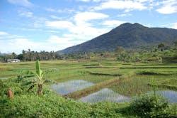 Rice is prone to heavy metals contamination because it grows in standing water, which can carry metals from contaminated nearby soil. Rice is prone to heavy metals contamination because it grows in standing water, which can carry metals from contaminated nearby soil.