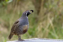 6622d8b6da8200001eb97a25 Quailadobestock 187067431 6622d8b6da8200001eb97a25 Quailadobestock 187067431